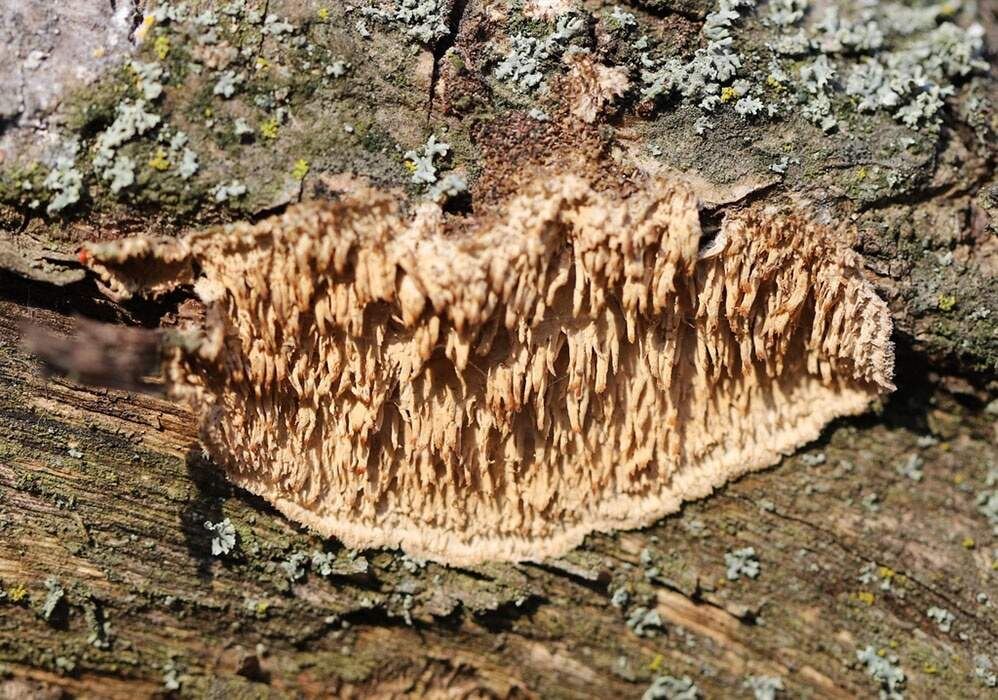    Фото: О.В. Рыжков