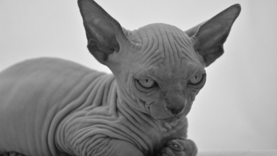 Яндекс. Картинки.