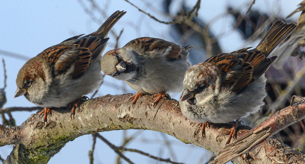 Куда исчезают воробьи: почему в городах стало меньше птиц