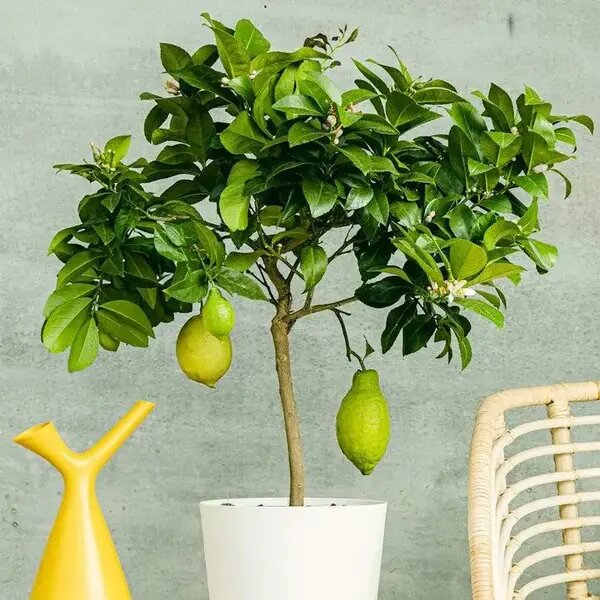   Лимонное дерево от AzaliaNow Мария Казённова