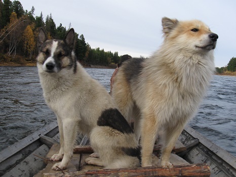 Фотографии Татьяны Немшановой.  17 -18 Сентября 2009 год.  Лайки Бим и Дружок в лодке горнячке.  Река Манья. Сентябрь в тайге Крайнего Севера Западной Сибири ХМАО Югра, Зауралье, Приполярный Урал, лес сеаерный таёжный.