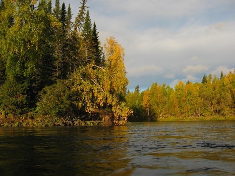 Фотографии Татьяны Немшановой. 17-18 сентября 2009 год. Река Манья. Золото северной осени. Западная Сибирь, Приполярный Урал, Зауралье, ХМАО Югра, лес северный таёжный.