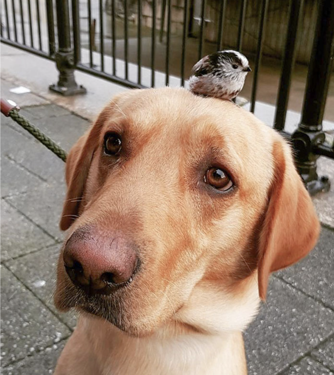    Пес нашел птичку... или она его?