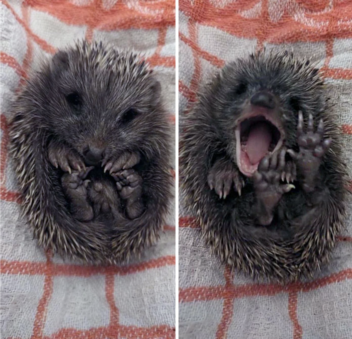    Новая жизнь.