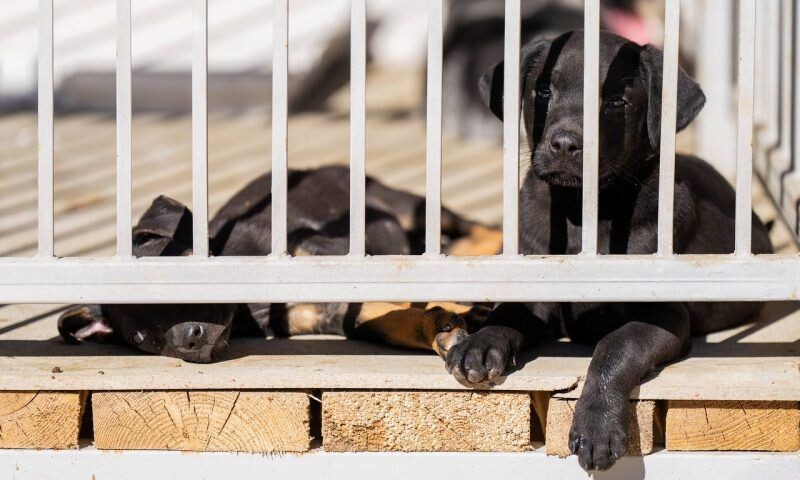    Фото пресс-службы администрации Сочи
