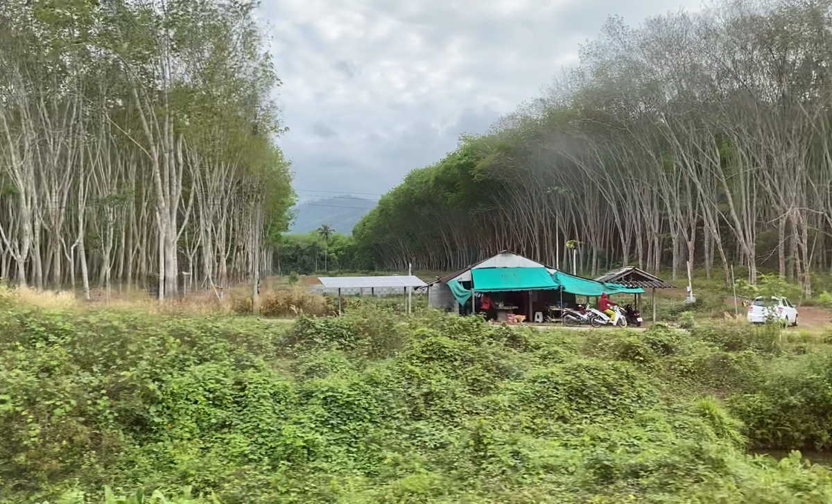 Плантации Гевеи с окна поезда