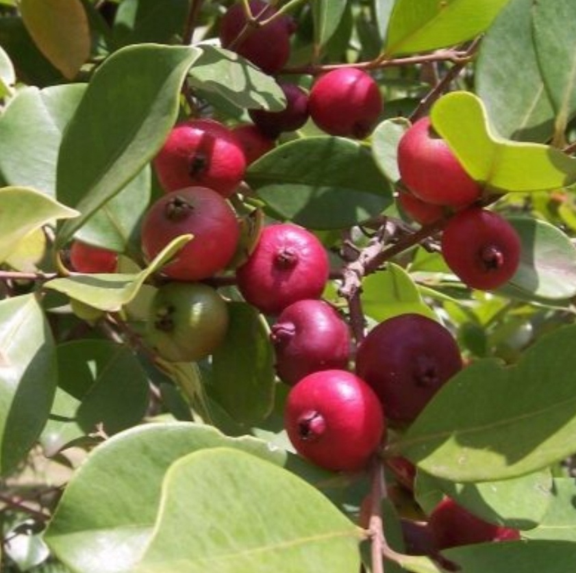 Фото из интернета