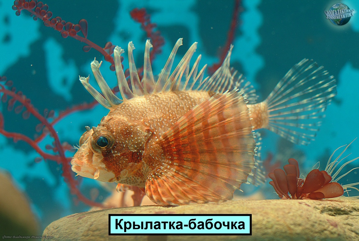 крылатка-бабочка