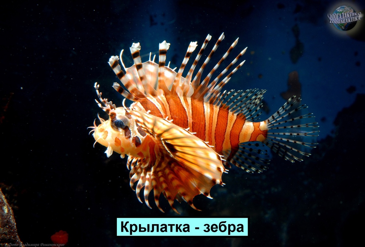 Крылатка-зебра