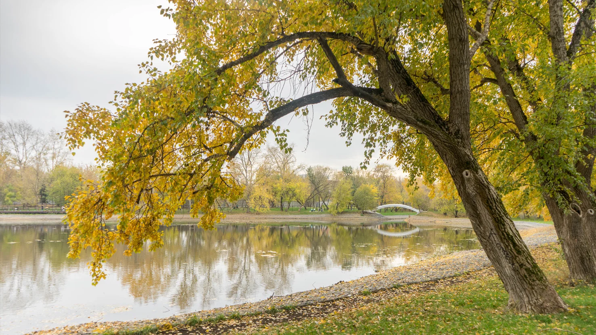 Вековые дубы Головинского парка — стражи истории