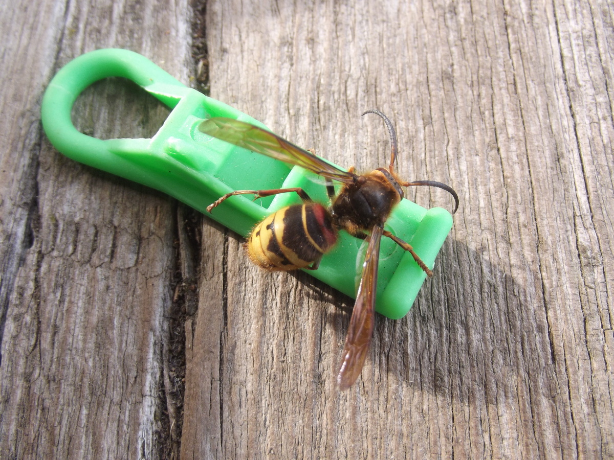 Обыкновенный шершень