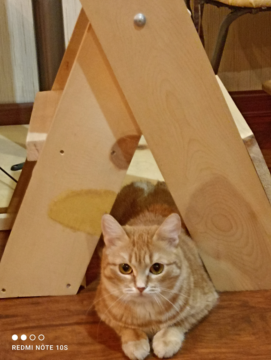 Муська мечтает о своём домике. 