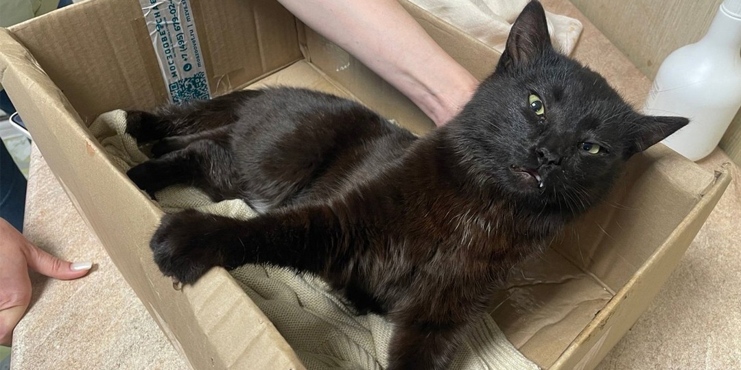 Кот лежал на обочине дороги и уже не шевелился — его спасли с того света