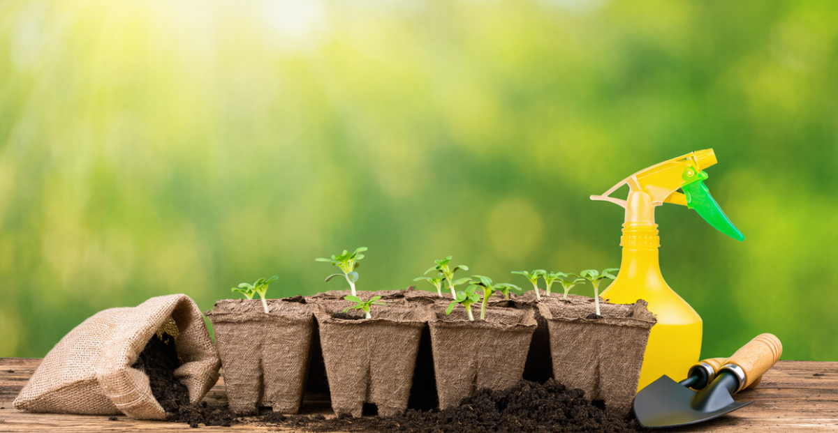 Дача. Сад. Цветы