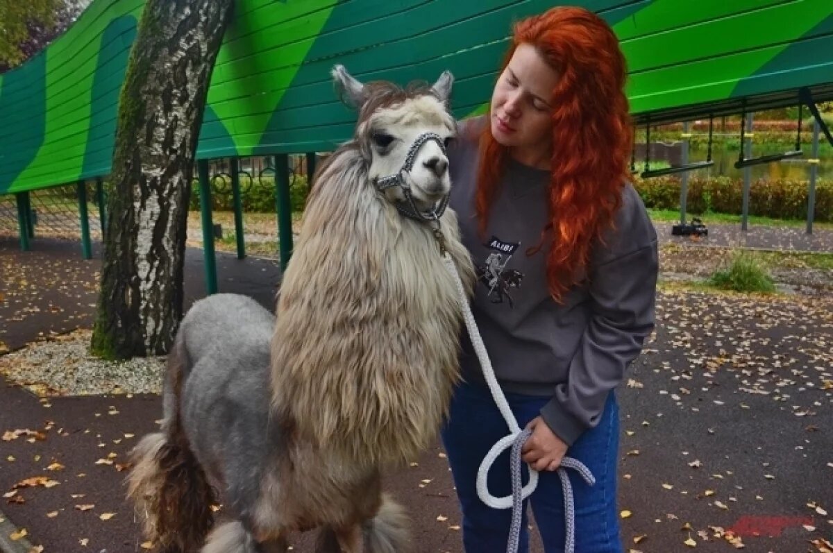    В Омске летом 2025 года откроется альпака-парк