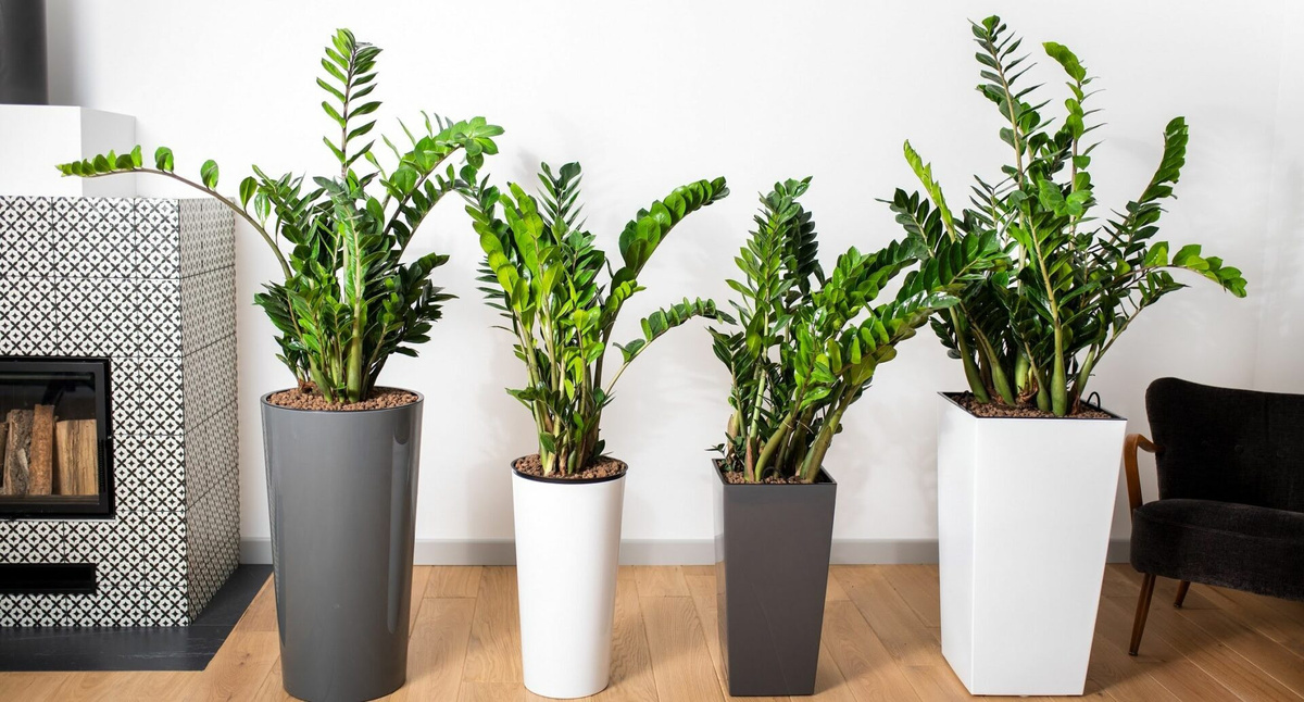 Замиокулькас. Фото из Интернета