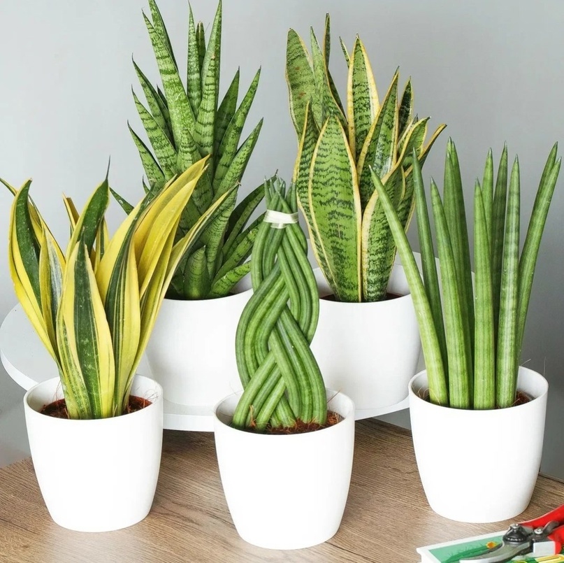 Сансевиерия. Фото из Интернета