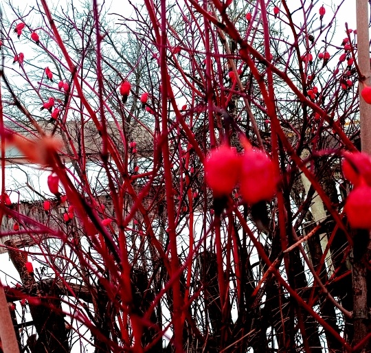 Последний шиповник. Фото автора.