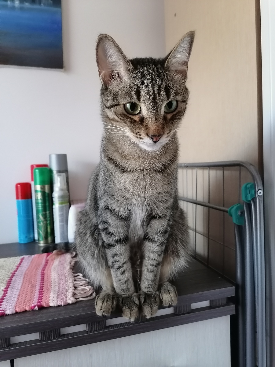 Тимоша. Фото автора