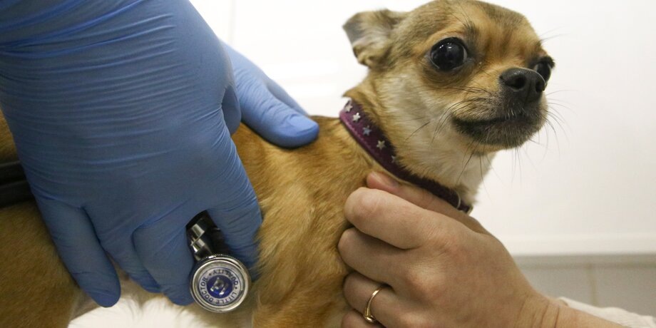 Фото: портал мэра и правительства Москвы