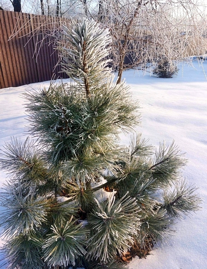 Вот такая красота у нас сегодня. 