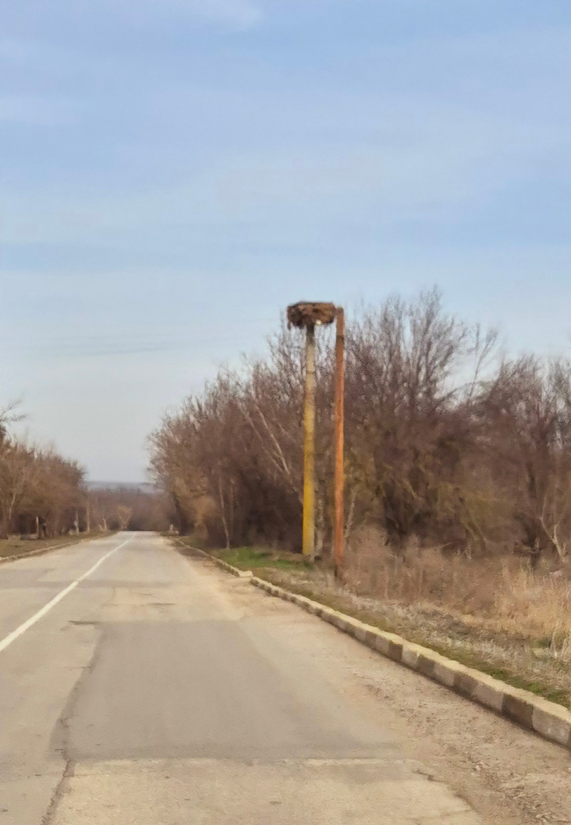 Вот, ну, как такое здоровенное гнездо на столбе то держится?