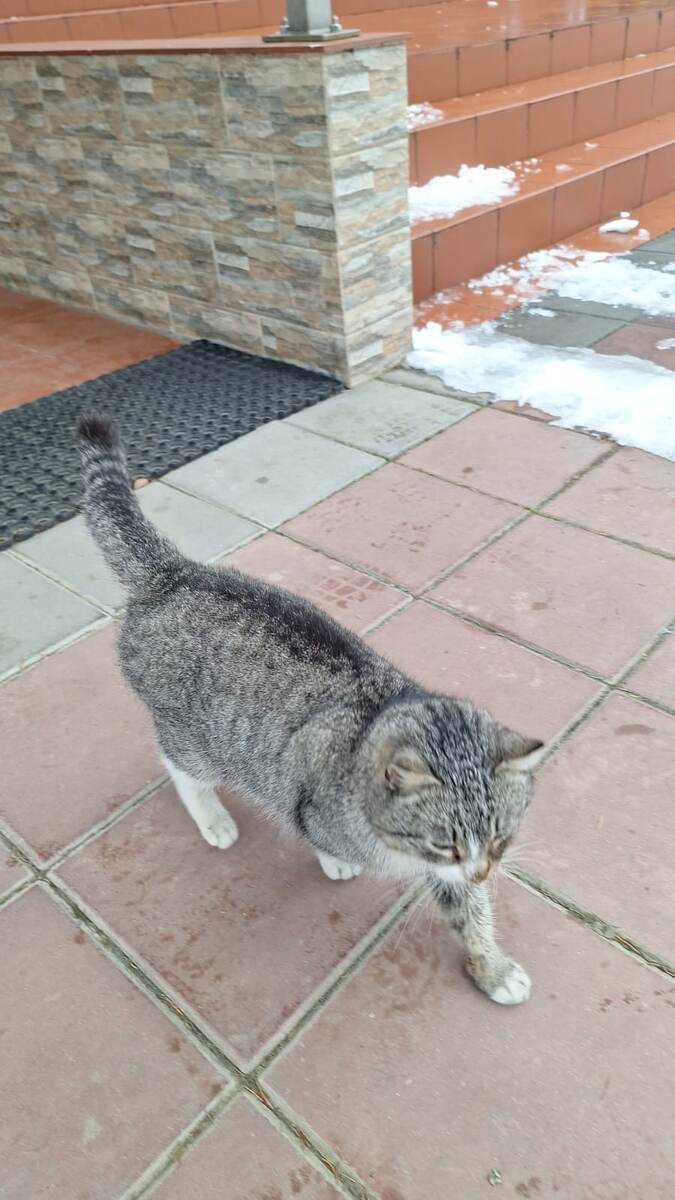 На мужнином заводе котопополнение. Прибился молоденький и очень ласковый кот.