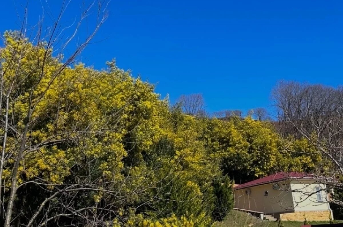    В Адлере уже вовсю расцвела мимоза