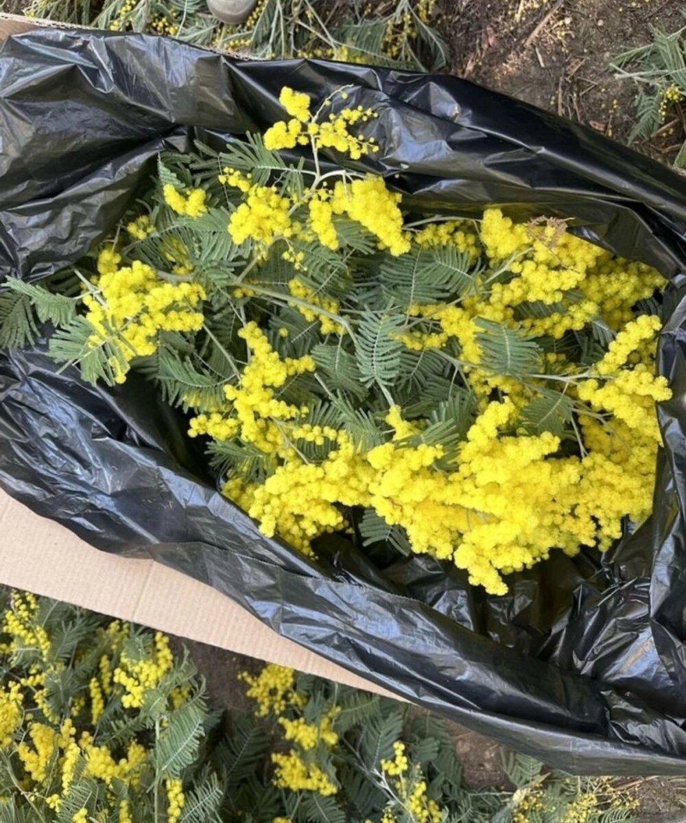    Сейчас в Адлере уже собирают расцветшую мимозу. Фото: Из личного архива Анны Горюшиной