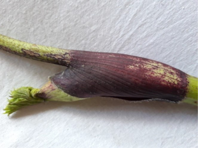 Стебель борщевика Сосновского в период бутонизации