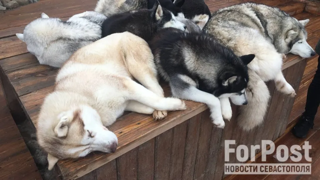 Фото:
Полина Ласькова / ForPost. огда питомцы становятся угрозой: кому отвечать за агрессию домашних животных?