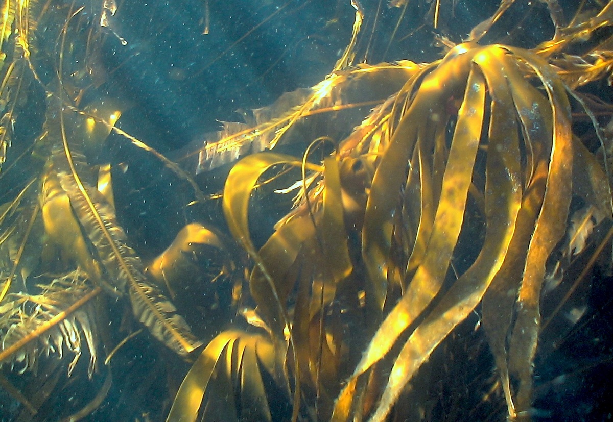 Ламинария в северных морях