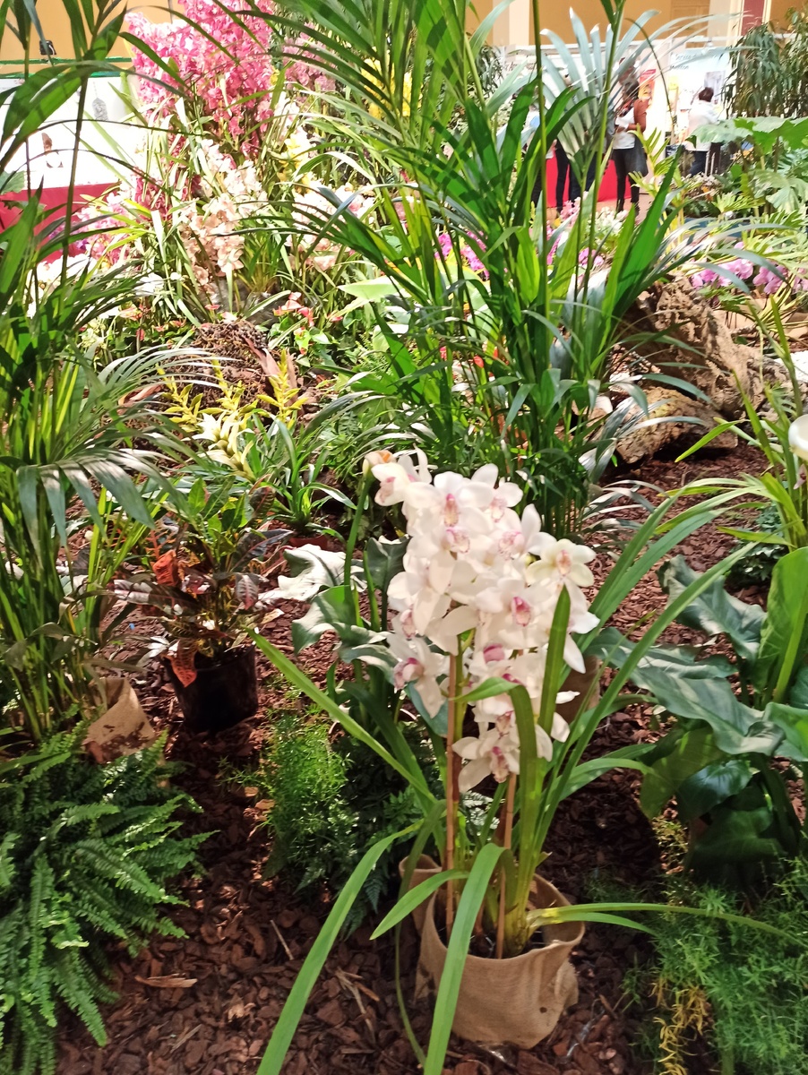 Фестиваль орхидей и ярмарка ремесел в Ментоне. Фото автора