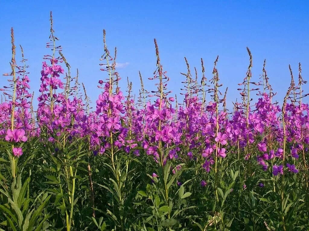 Кипрей узколистный. Иван - чай цветет.