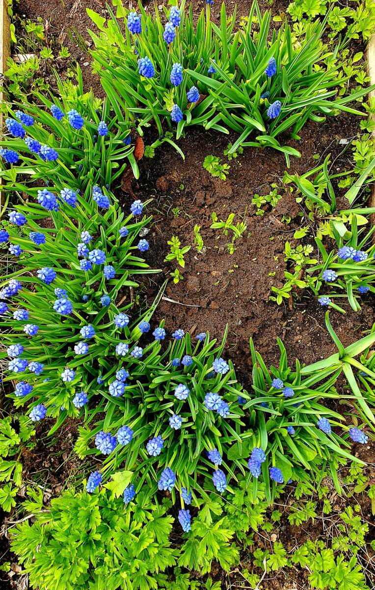 Скоро, уже совсем скоро «проклюнутся» первоцветы. Весна 2024 года