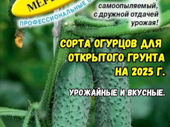 Просто шквал огурцов: 3 сорта для открытого грунта завалят урожаем. Урожайные, вкусные, красивые - и не перерастают
