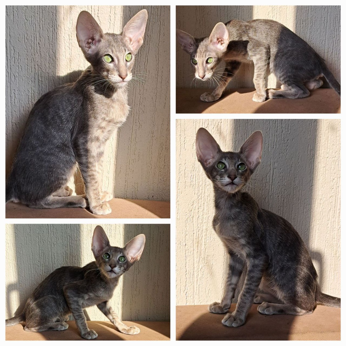 кошечка из помёта Д