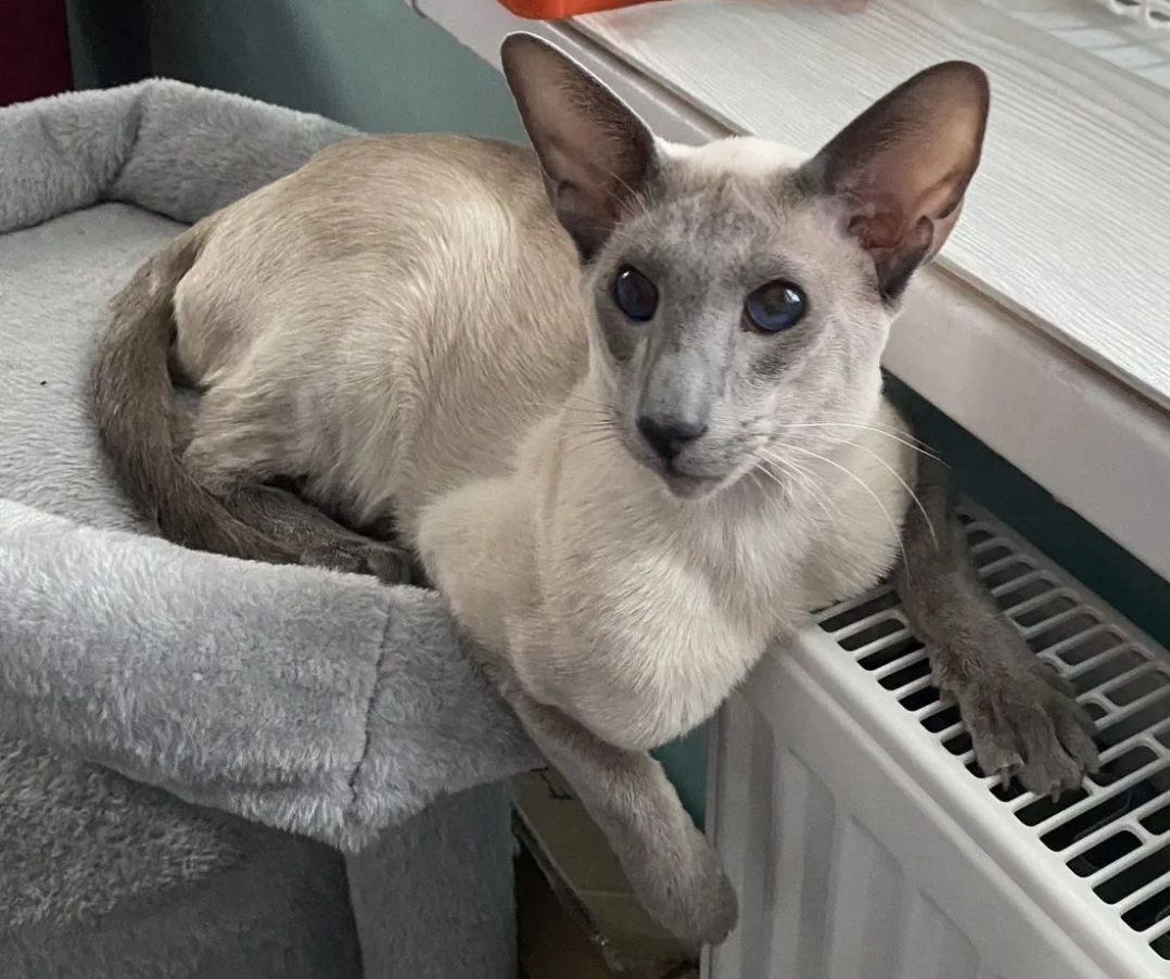 Идеальный кавалер 
И папа наших котят 
