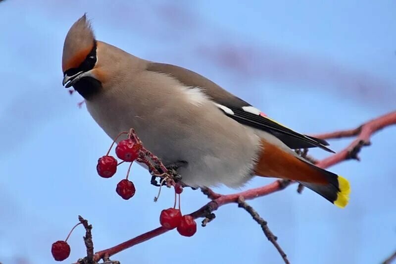Свиристель