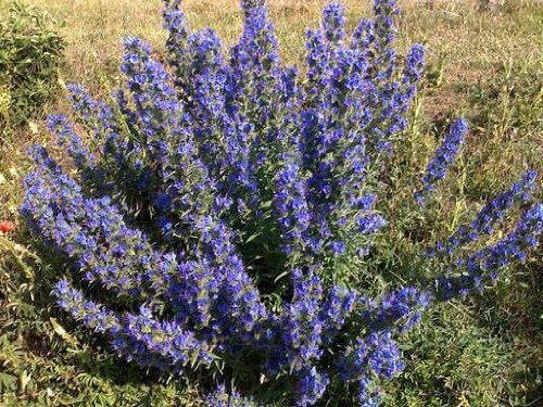 Синяк обыкновенный. В деревне, где его особенно много, стоит гул, от того что пчелы там во множестве кружатся. А еще там можно встретить красивых жуков - бронзовки.