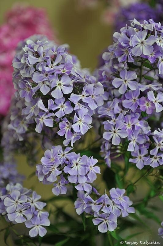 Флокс Голубая Сирин