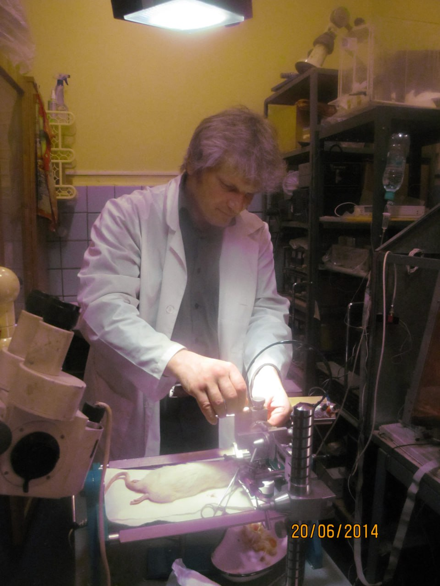 Крыса в стереотаксисе. Подготовка лазерной засветки