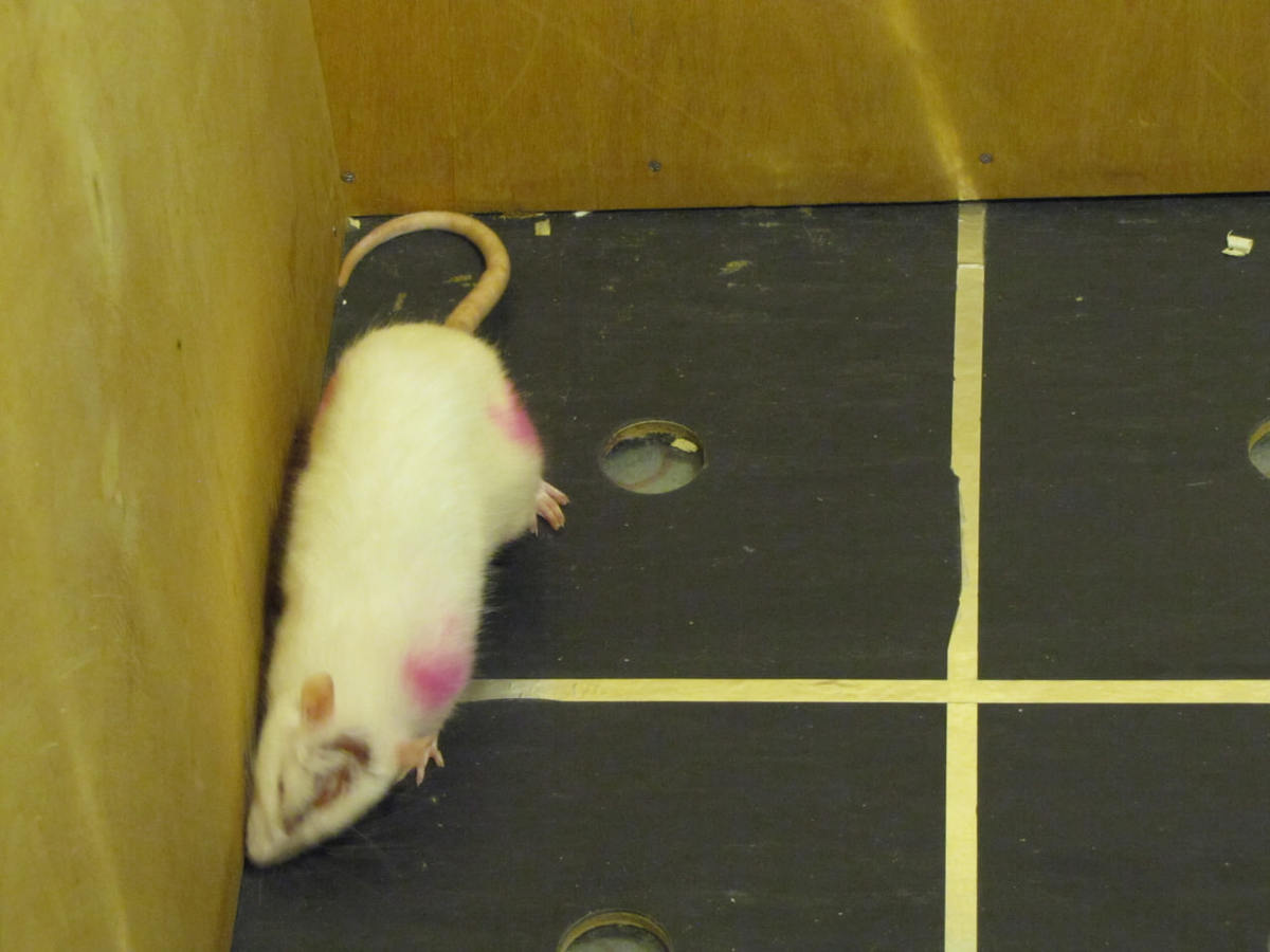 Эксперимент "Открытое поле"