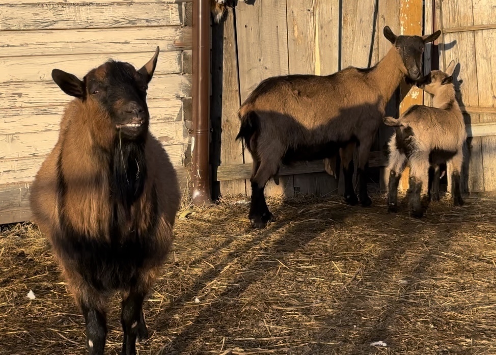 Козлик Бончик-чешский со своим семейством.