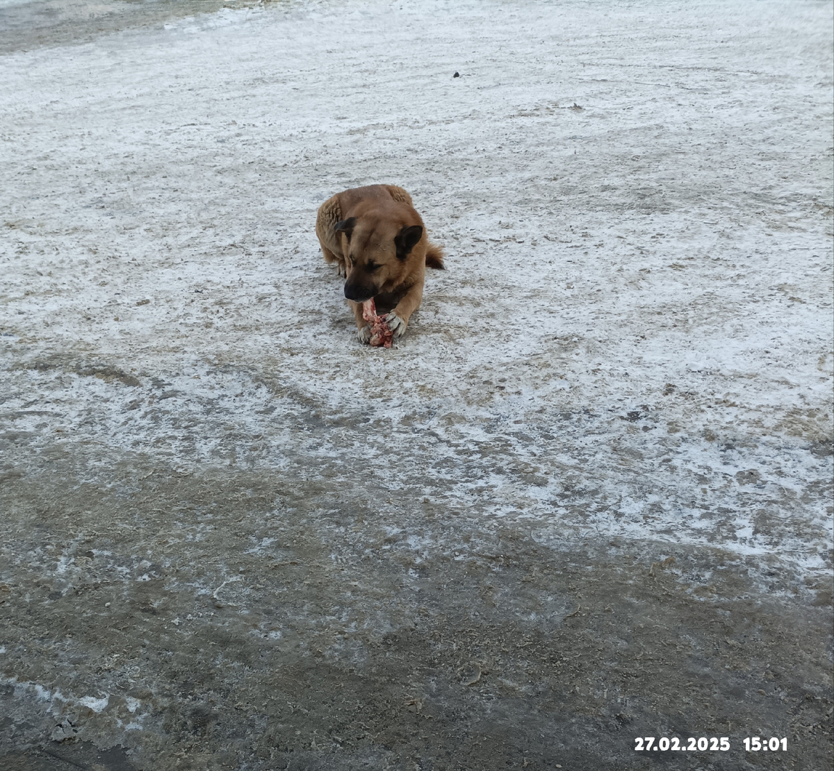 Одна из этих собак