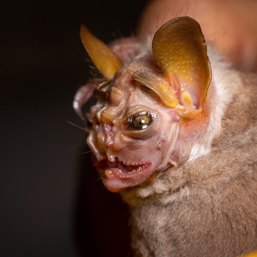 Складчатомордый листонос