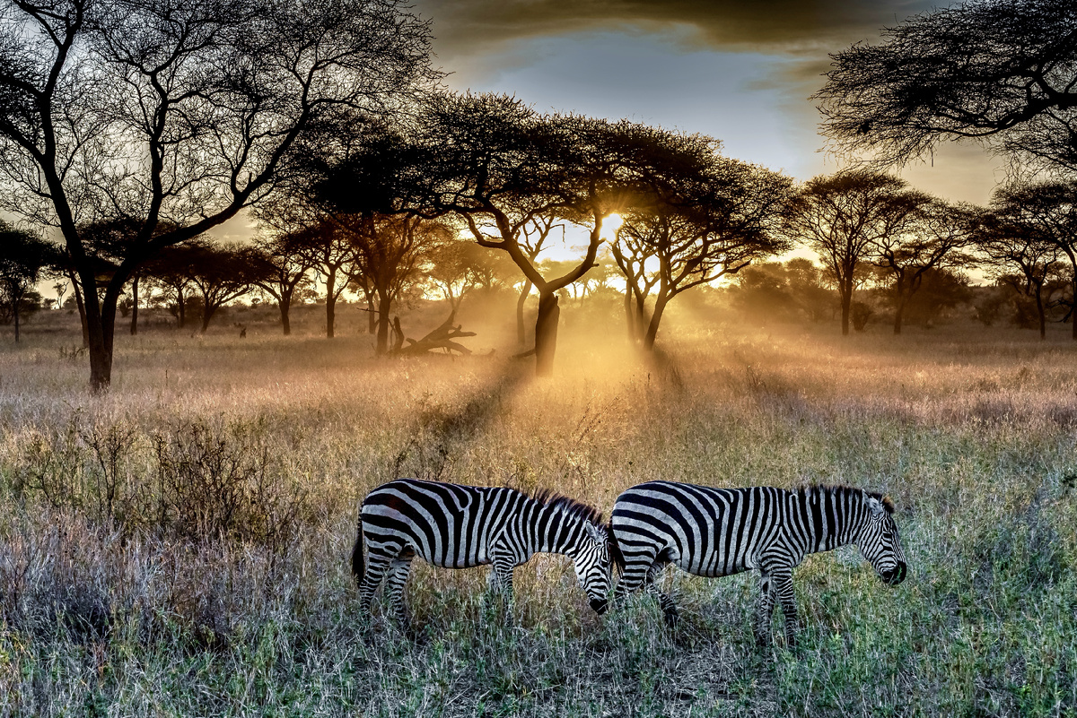 Источник: https://ru.freepik.com/free-photo/field-covered-grass-trees-surrounded-by-zebras-sunlight-sunset_10758790.htm#fromView=search&page=1&position=18&uuid=8e85e61f-807a-4378-a11f-9cd5b01fe4ef&query=%D0%A2%D0%B0%D0%BD%D0%B7%D0%B0%D0%BD%D0%B8%D1%8F