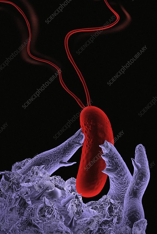 Автор: ТИМ ВЕРНОН / НАУЧНАЯ ФОТОБИБЛИОТЕКА
Подпись: Макрофаги и бактерии. Компьютерная иллюстрация: белые кровяные тельца-макрофаги (фиолетовые), фагоцитирующие (поглощающие) бактерию (красные). https://media.sciencephoto.com/image/c0061163/800wm/C0061163-Macrophage_and_bacteria,_artwork.jpg  https://www.sciencephoto.com/media/124493/view/macrophage-and-bacteria-artwork