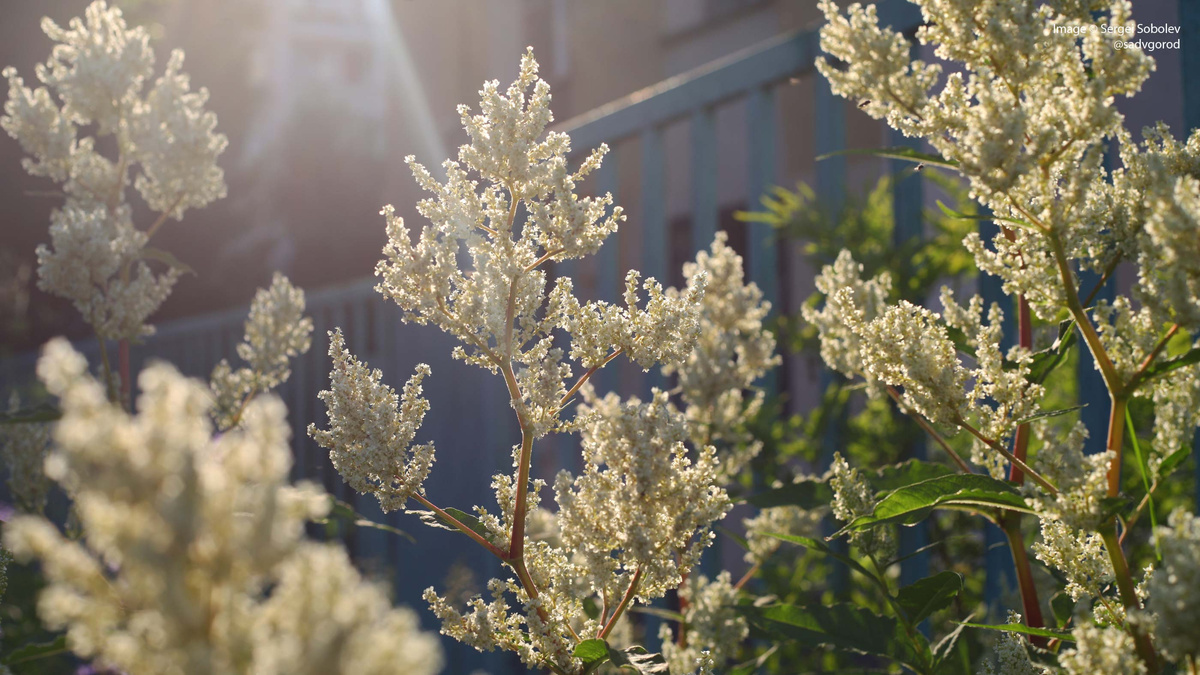 Летние облака Тарана изменчивого светящиеся в контр-свете.