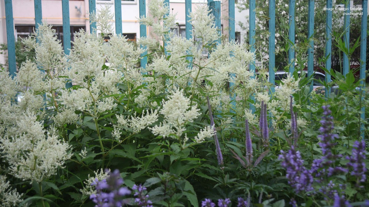 Таран изменчивый в моём цветнике.